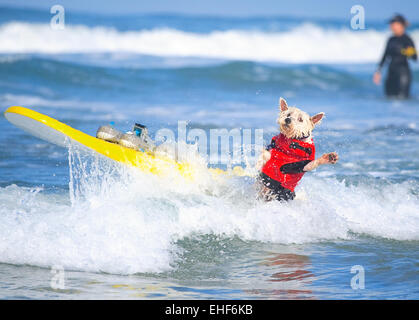 2014 Chien Surf Surf-A-Thon présenté par le Helen Woodward Animal Center où : Del Mar, California, United States Quand : 07 mai 2014 Banque D'Images