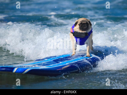 2014 Chien Surf Surf-A-Thon présenté par le Helen Woodward Animal Center où : Del Mar, California, United States Quand : 07 mai 2014 Banque D'Images