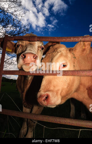 Très curieux, vache vert pâturage sur les terres agricoles, en milieu rural North Yorkshire, Angleterre. Le 28 mai 2005 Banque D'Images