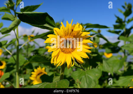 Tête de tournesol géant dans la zone par l'autoroute Kula, Maui, Hawaii, USA Banque D'Images