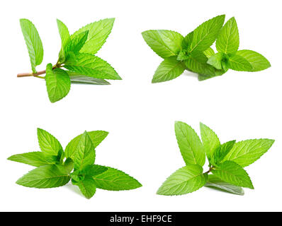 La menthe verte fraîche isolated on white Banque D'Images