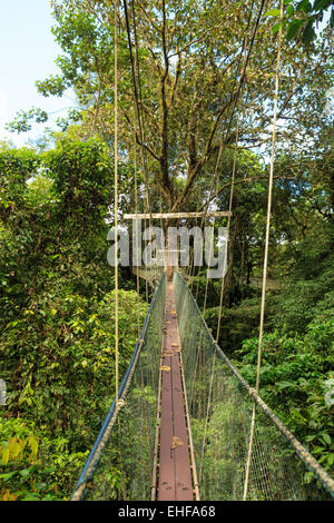 Canopy Walk à Gunung Mulu national park Banque D'Images