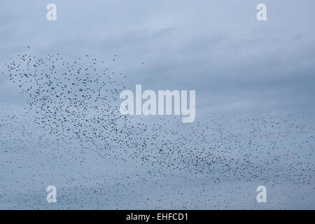 Barnsdale, Nr Oakham, Rutland, UK. 12 mars, 2015. Un murmuration d'étourneaux mise sur un écran dans le comté de Rutland sur Rutland Water. Il a été estimé que 3 à 4 milliers d'étourneaux se sont réunis pour le spectaculaire. Crédit : Jim Harrison/Alamy Live News Banque D'Images