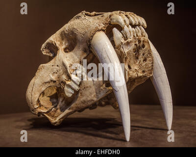 Tigre à dents de sabre, crâne de dents de devant. Banque D'Images