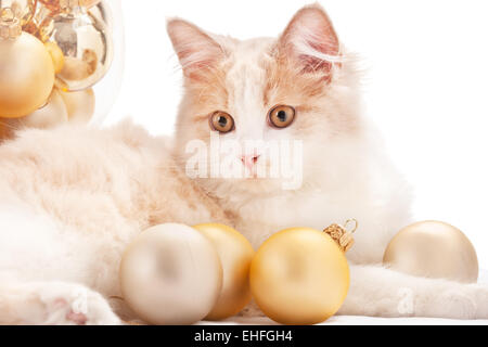 Chaton avec décorations de Noël Banque D'Images