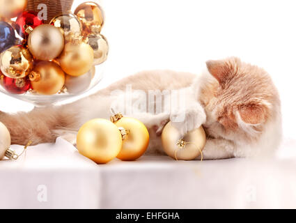 Chaton avec décorations de Noël Banque D'Images