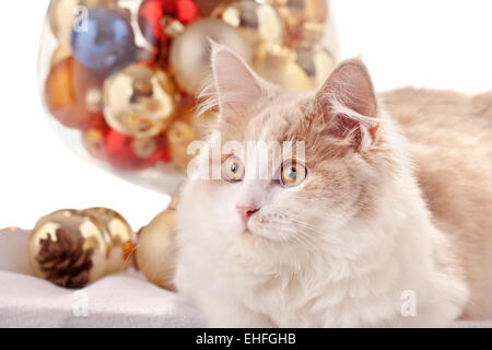 Chaton avec décorations de Noël Banque D'Images