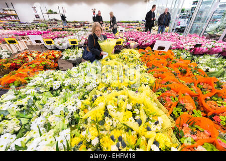 Bedfordshire, Royaume-Uni. 13 mars, 2015. Une masse de fleurs colorées sont en vente à la Sabine's flower grossistes près de Sandy Bedfordshire, en prévision de la Fête des mères qui est le dimanche 15 mars. Le cellier à température contrôlée contient des milliers de fleurs et bouquets pour distribution aux fleuristes locaux et des détaillants en vue de les précipiter pour acheter des fleurs que présente cette semaine. Credit : Julian Eales/Alamy Live News Banque D'Images