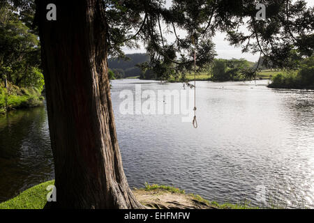 Rope swing qui pèsent sur le lac en Mc Laren falls park à Tauranga, Nouvelle-Zélande. Banque D'Images