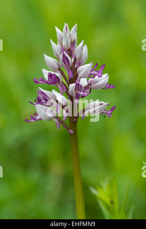 Casque wild orchid, Orchis militaris Banque D'Images