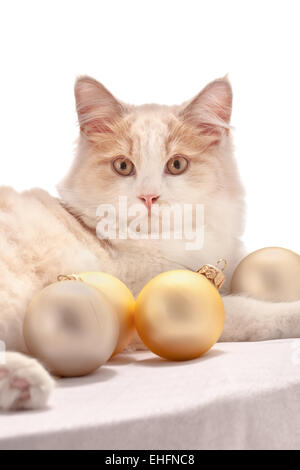 Chaton avec décorations de Noël Banque D'Images