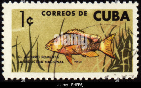 CUBA - circa 1960 : timbres en poissons montre Cuba Banque D'Images