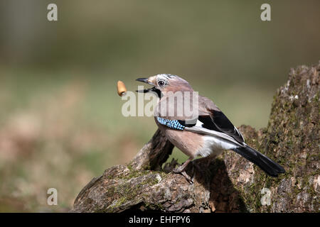 Eurasian Jay, Garrulus glandarius, attraper acorn Banque D'Images