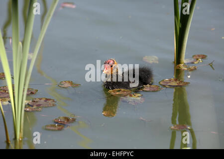 Foulque macroule, Fulica atra, chick natation Banque D'Images