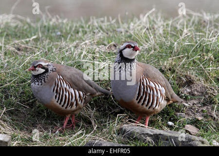 Red-legged Partridge Alectoris rufa, paire Banque D'Images