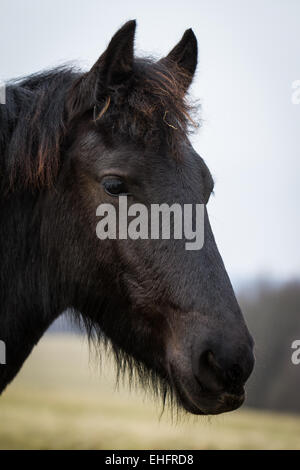 Poulain de beauté - cheval frison étalon Banque D'Images