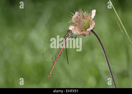 Large Red Libellule Pyrrhosoma nymphula, femme, sur l'eau Avens Banque D'Images