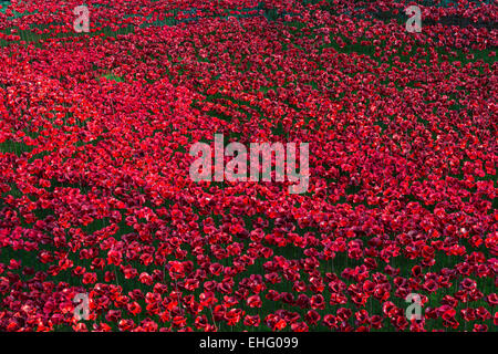 Le jour du Souvenir coquelicot céramique affichage à la Tour de Londres dans le centre de Londres, UK marquant le centenaire de l'apparition de WW1 Banque D'Images