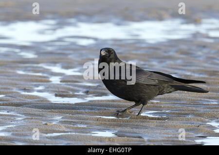 Grand Corbeau (Corvus corax) sur la plage Banque D'Images