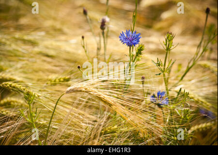 Grain d’or Banque D'Images
