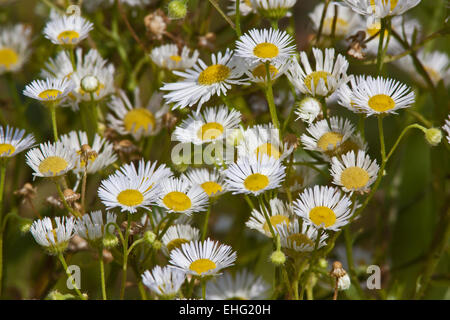 Daisy Fleabane Erigeron, Orientale annuus Banque D'Images