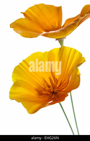 Eschscholzia californica Pavot de californie - tête de fleurs sur fond blanc Banque D'Images