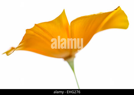 Eschscholzia californica Pavot de californie - tête de fleurs sur fond blanc Banque D'Images