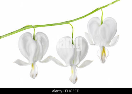 Lamprocapnos spectabilis alba, Dicentra spectabilis alba - coeurs sensibles sur fond blanc Banque D'Images