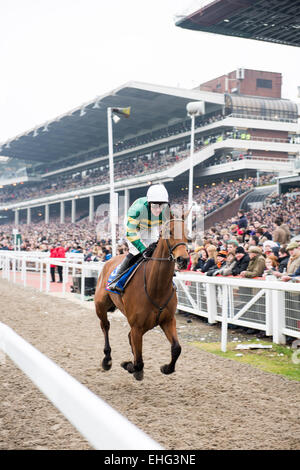 Cheltenham, Royaume-Uni. 13Th Mar, 2015. A P McCoy équitation Carlingford Lough dans son apparence Cheltenham Gold Cup final avant de prendre sa retraite le vendredi 13 mai 2015 à l'Hippodrome de Cheltenham, Royaume-Uni. © Daniel Fisher/Alamy Live News Banque D'Images