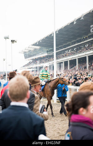 Cheltenham, Royaume-Uni. 13Th Mar, 2015. A P McCoy équitation Carlingford Lough dans son apparence Cheltenham Gold Cup final avant de prendre sa retraite le vendredi 13 mai 2015 à l'Hippodrome de Cheltenham, Royaume-Uni. © Daniel Fisher/Alamy Live News Banque D'Images