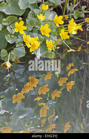 Caltha palustris Populage des marais, Kingcup Banque D'Images