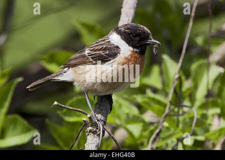 Saxicola torquata Stonechat, Banque D'Images