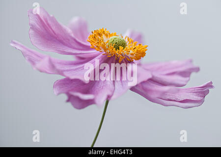 Anemone japonica fleur sur fond blanc Banque D'Images