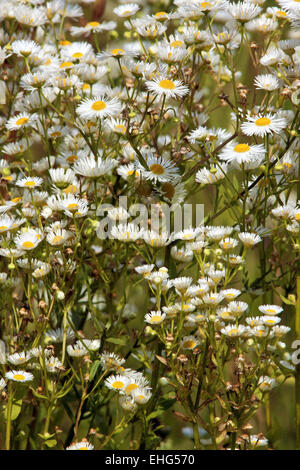 Daisy Fleabane Erigeron, Orientale annuus Banque D'Images