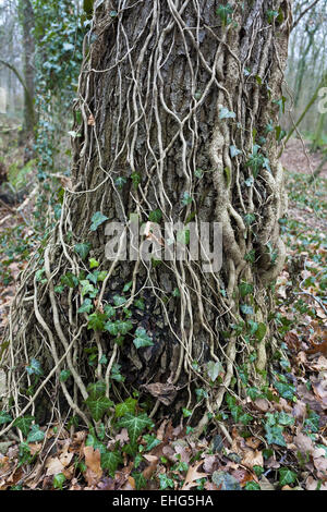 Lierre, Hedera helix Banque D'Images