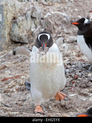 Gentoo pingouin portant un rock pour son nid dans l'Antarctique, Péninsule Antarctique Banque D'Images