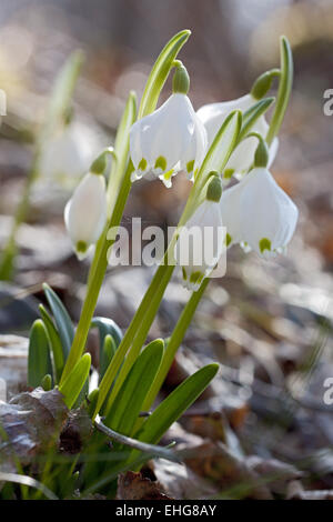 Leucojum vernum, Flocon de neige de printemps Banque D'Images