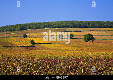 Vignes près de Beaune, bourgogne, france Banque D'Images