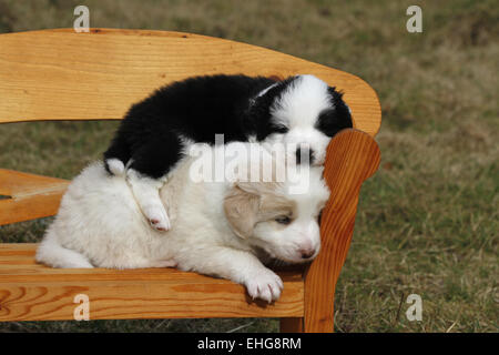 (Chiots Border Collies) Banque D'Images