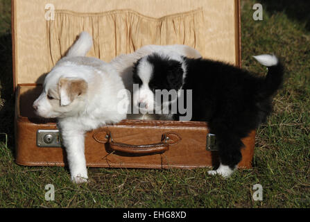 (Chiots Border Collies) Banque D'Images