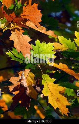 Northern red oak / chêne (Quercus rubra champion / Quercus borealis) close up de la branche avec des feuilles en automne Banque D'Images