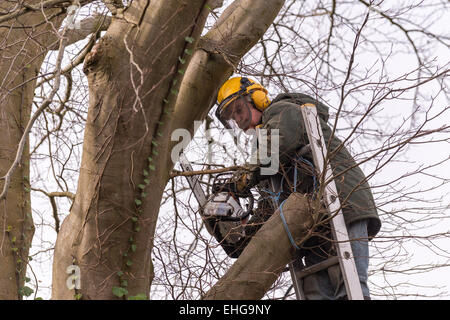 Tree Surgeon en vêtements de protection copper beech tree retour fraisage grandes branches au début du printemps. Banque D'Images