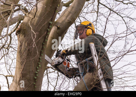 Tree Surgeon en vêtements de protection copper beech tree retour fraisage grandes branches au début du printemps. Banque D'Images