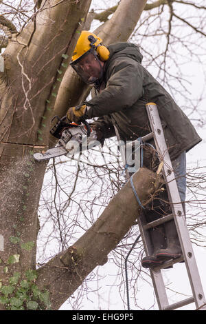 Tree Surgeon en vêtements de protection copper beech tree retour fraisage grandes branches au début du printemps. Banque D'Images