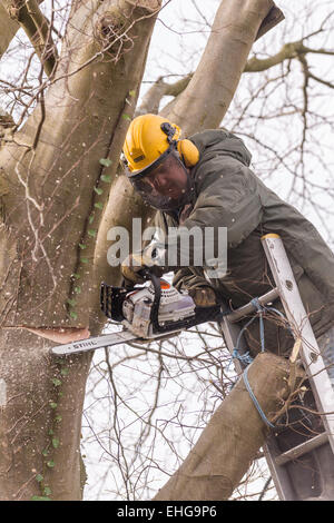 Tree Surgeon en vêtements de protection copper beech tree retour fraisage grandes branches au début du printemps. Banque D'Images