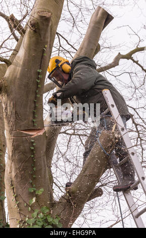 Tree Surgeon en vêtements de protection copper beech tree retour fraisage grandes branches au début du printemps. Banque D'Images