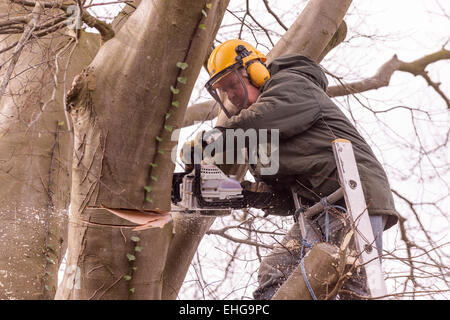 Tree Surgeon en vêtements de protection copper beech tree retour fraisage grandes branches au début du printemps. Banque D'Images