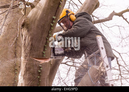 Tree Surgeon en vêtements de protection copper beech tree retour fraisage grandes branches au début du printemps. Banque D'Images