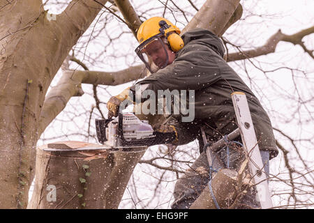 Tree Surgeon en vêtements de protection copper beech tree retour fraisage grandes branches au début du printemps. Banque D'Images