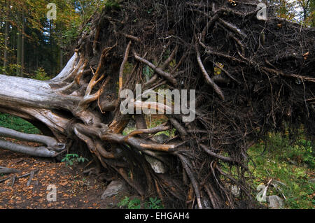 Déracinés hêtre européen (Fagus sylvatica) exposant ses racines de l'arbre en raison de forts vents de l'ouragan tempête Banque D'Images